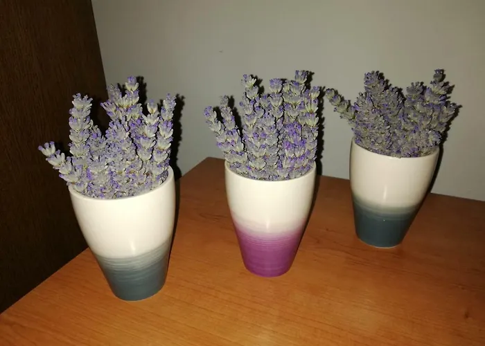 شقة Summer Night Dream زادار